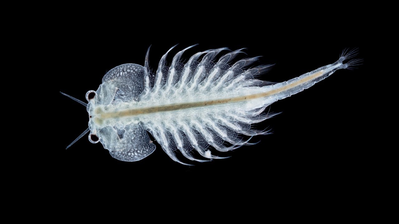 artemia la gi