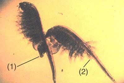 Artemia trưởng thành